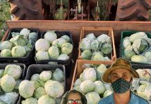Produtor rural entrega 170 quilos de repolho