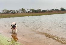 Foz do Marinheiro recebe Guia DogFriendly e AgitoSP