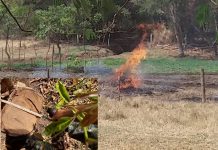 Dono de fazenda é multado em mais de R$ 10 mil por degradação contra a flora