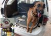 Cão do Baep encontra droga em casa de suspeito preso em Votuporanga