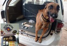 Cão do Baep encontra droga em casa de suspeito preso em Votuporanga