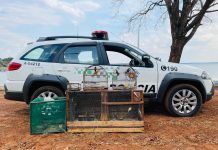 Polícia ambiental apreende pássaros silvestres e homem é autuado em R$ 28 mil