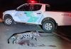 Onça-pintada morre após ser atropelada por caminhão em rodovia de Andradina