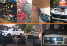 Dupla suspeita de organizar rinha de galo é multada em R$ 300 mil