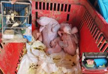 Dupla é autuada em mais de R$ 360 mil após ser flagrada com pássaros silvestres na BR-153 em Nova Granada