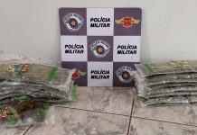 Motorista é preso após ser flagrado com maconha dentro de carro furtado em rodovia de Rio Preto