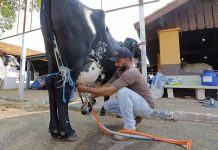 Torneio da raça Gir Leiteiro da 58ª EXPO Rio Preto mobiliza criadores de vários estados