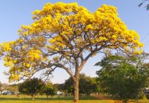 O Dia da Árvore é comemorado em 21 de setembro
