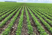 Agro paulista cresce 11,9% nos sete primeiros meses de 2021