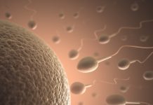 Covid-19 afeta testículos e diminui a qualidade dos espermatozoides, segundo estudos