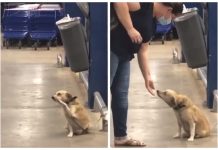 Cãozinho simpático viraliza ao ‘acenar’ para clientes na saída de supermercado