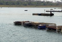 Polo de piscicultura da região de Santa Fé do Sul sente os efeitos da seca