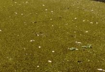 Plantas aquáticas provocam morte de peixes em represa de Votuporanga, diz Cetesb