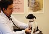 ‘Setembro Vermelho’: veterinário explica sobre doenças cardiovasculares em cães