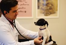 ‘Setembro Vermelho’: veterinário explica sobre doenças cardiovasculares em cães