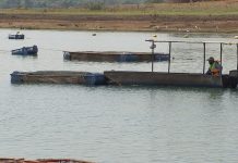 Longa estiagem prejudica criação de peixes na região