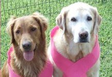 Câncer de mama em cadelas e gatas: como identificar, prevenir e tratar