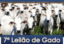 Comissão de voluntários organiza 7º Leilão em prol da Santa Casa