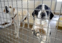 Publicada lei que proíbe sacrifício de animais pelas zoonoses