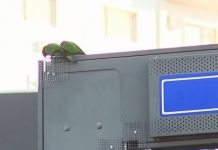 Maritacas destroem fios de semáforos e causam prejuízo em Rio Preto