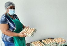 Produtor rural destina 30 dúzias de ovos