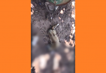 Homem mata cachorro em Américo de Campos e causa indignação