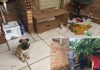 Filhotes de cães são encontrados abandonados em casa; um dos animais estava morto