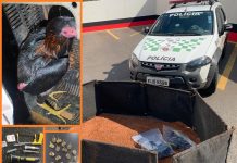 Suspeitos de participação em rinha de galos são multados em R$ 132 mil em Dolcinópolis