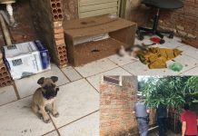 Filhotes de cães são encontrados abandonados em casa; um dos animais estava morto