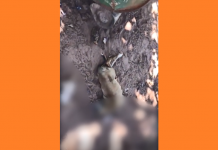 Polícia Ambiental multa morador de Américo de Campos em R$ 3 mil por maus-tratos a cachorro