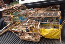 Caminhoneiro é multado em mais de R$ 50 mil após ser flagrado com 47 aves silvestres em Rio Preto