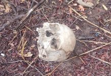 Crânio humano é encontrado às margens de avenida em Rio Preto