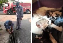Gata e filhotes são resgatados de dentro de bueiro em Novo Horizonte