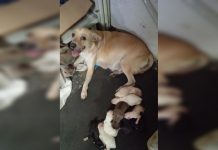 Cadelinha simpática que ganhou a web ao acenar para clientes dá à luz nove filhotes