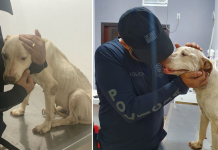 Homem é preso por manter cachorra em situação de maus-tratos em Andradina