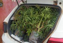 Homem é preso após polícia encontrar plantação de maconha em chácara de Rio Preto