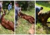 Cavalo com sinais de maus-tratos é resgatado por policiais em Birigui