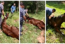 Cavalo com sinais de maus-tratos é resgatado por policiais em Birigui