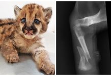 Filhote de onça-parda atropelado por máquina agrícola passa por cirurgia para correção de fratura