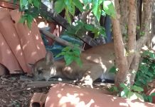 Onça-parda é sedada e capturada após ser achada em quintal de casa em Jales