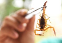 Votuporanga registra 537 acidentes com escorpiões neste ano