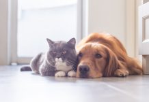 Prefeitura abre inscrições para castração gratuita de cães e gatos nos dias 29 e 30