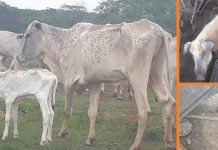 Mulher é multada em mais de R$ 94 mil por maus-tratos a animais em Nhandeara