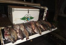 Trio é multado em mais de R$ 9 mil por transporte irregular de peixes em Riolândia