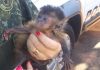 Dupla é multada em R$ 8 mil após ser flagrada com macaco-prego em porta-malas de carro