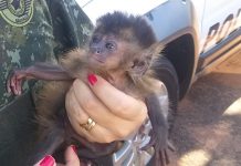 Dupla é multada em R$ 8 mil após ser flagrada com macaco-prego em porta-malas de carro