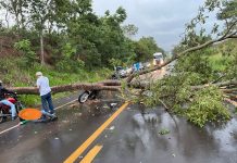 Árvore cai em rodovia e provoca acidente em Cardoso