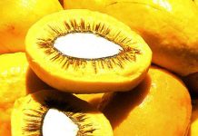 Cientistas aproveitam o pequi como anti-inflamatório e protetor solar