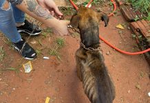 Cadela é resgatada após ser achada extremamente magra em Jaci