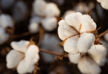 IBGE prevê aumento de 10% na safra de grãos em 2022 no país